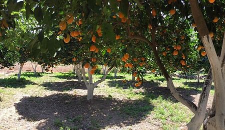 Botanic Park of Chania